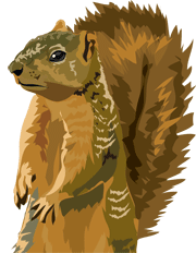 squirrel