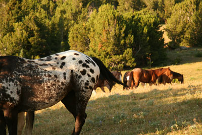 horse scenery