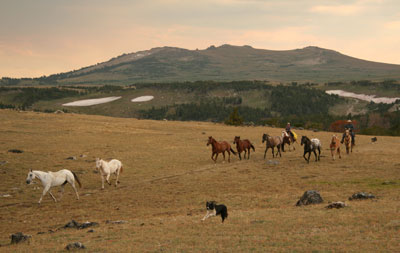 Gathering horses on the range