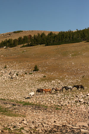 more horses