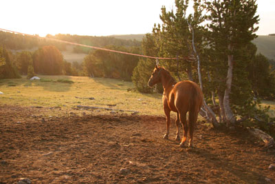 solitary horse